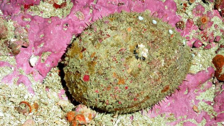 A white abalone on the sea floor